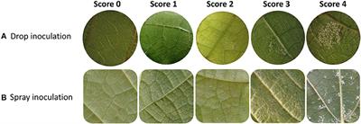 The Durability of Quantitative Host Resistance and Variability in Pathogen Virulence in the Interaction Between European Grapevine Cultivars and Plasmopara viticola